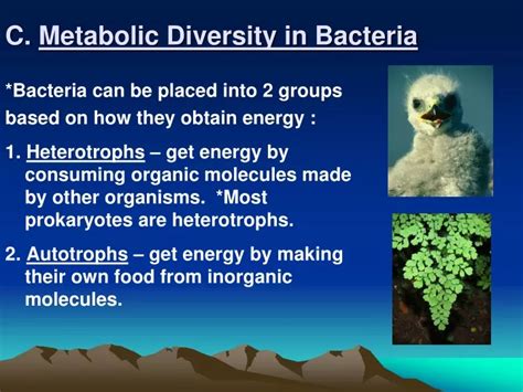 Ppt C Metabolic Diversity In Bacteria Powerpoint Presentation Free