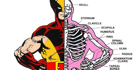 X-Men: Was Wolverine's Entire Skeleton Almost Replaced by Adamantium?