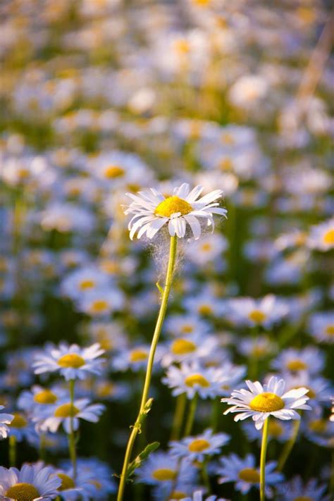 Gratis Billeder Natur Blomst Eng Kronblad Sommer Urt Botanik