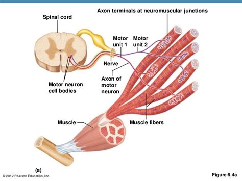 Diagram Of Motor Unit Muscle Motor Skeletal Units Activation