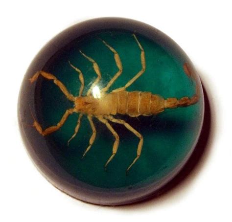 Scorpion Resin Dome Albino Insect Specimen 1960s Vintage | Etsy | Etsy ...