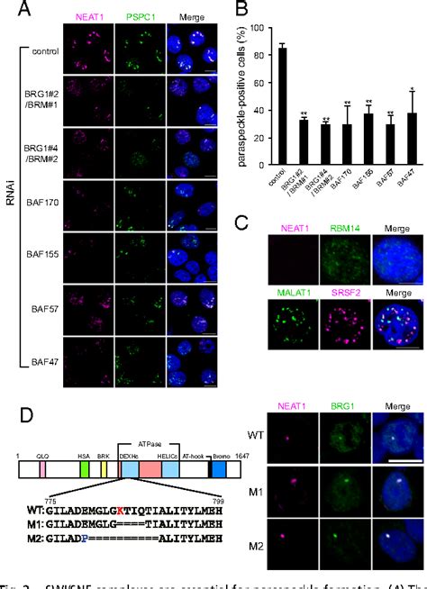 Figure 3 From SWI SNF Chromatin Remodeling Complexes Function In