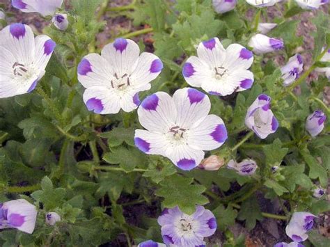 Цветок Немофила: особенности растения, как его выращивать, сорта