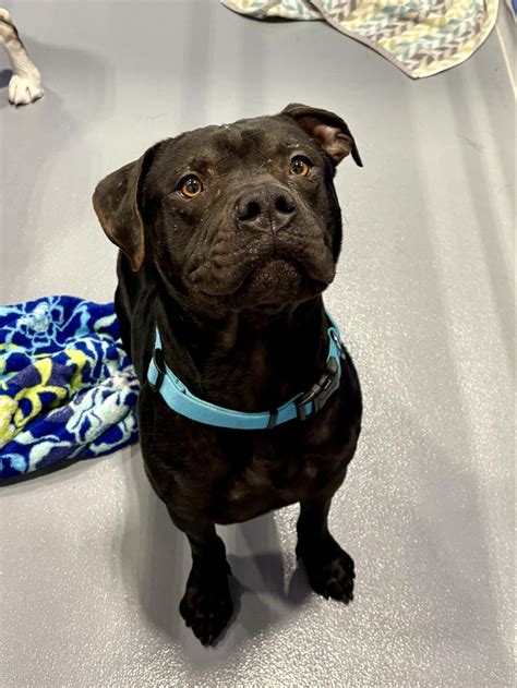 Animal Rescue Project in Kalamazoo, MI - Find Paw Pal