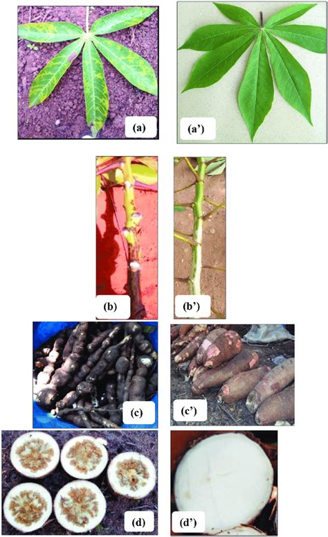 Typical Cbsd Symptoms Observed On Cassava Leaves A Stem Streaking