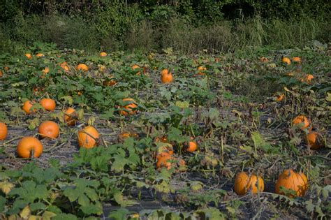 Campi Di Zucche Di Halloween Pumpkins Patch In Italia Via Al