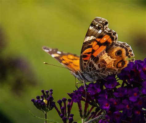 Photographing Butterflies Through Their Life Cycle Nature