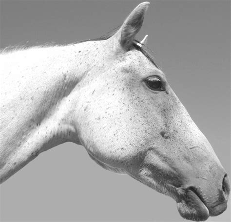 Bella A Horse Profile Free Photo Download Freeimages