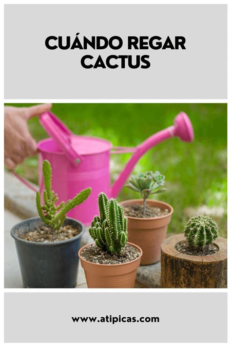 Cuándo regar cactus en 2021 Cactus Suculentas Cuidado de suculentas