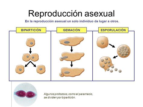 Como Explicarias Que La Ca A De Az Car Y La Papa Hacen Su Reproducci N