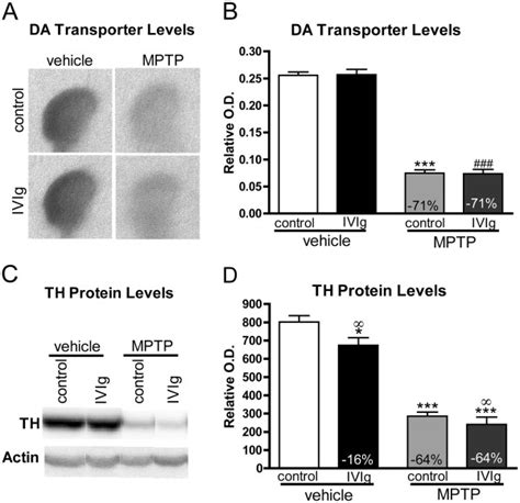 Decreased Tyrosine Hydroxylase Protein And Dopamine Transporter Levels Download Scientific