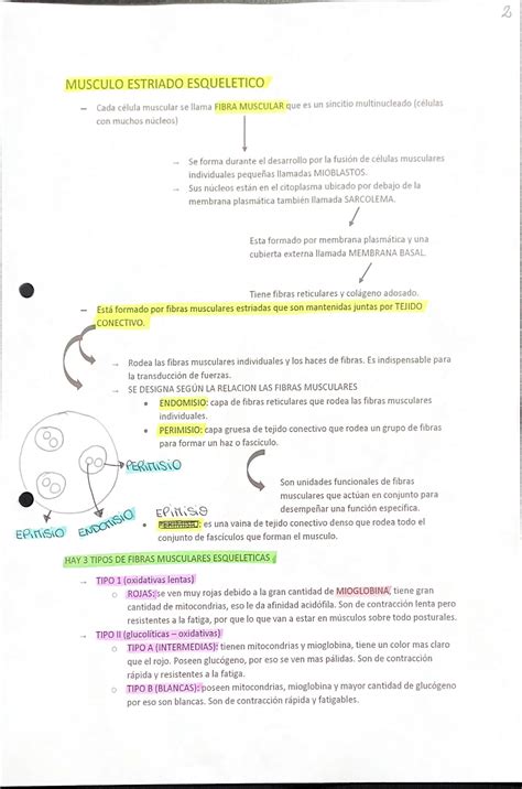 Solution Tejido Muscular Studypool