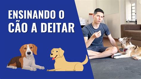 4 formas de ENSINAR O CACHORRO A DEITAR NA PRÁTICA YouTube