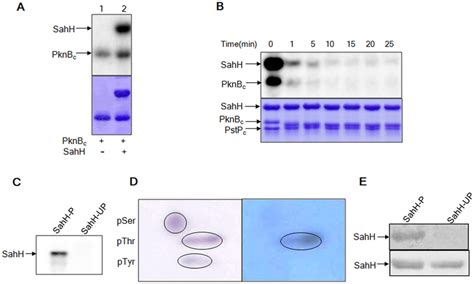 Phosphorylation Of Mtb SahH By PknBc A In Vitro Kinase Assay Of