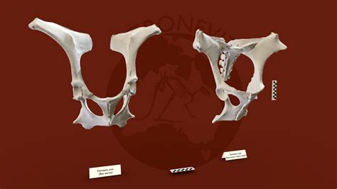 Large Mammal Pelvis 3d Model By Ozboneviz 2be416a Sketchfab