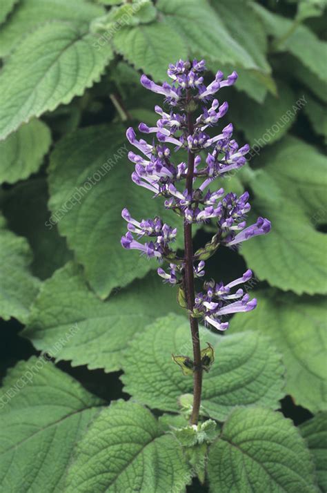 Plectranthus flowers - Stock Image - B590/0861 - Science Photo Library