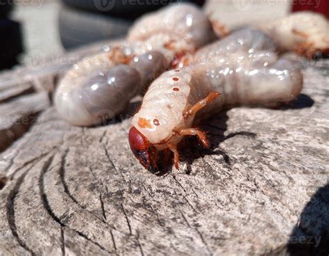 Rhino beetle larvae on an old wood stump. Large larvae of rhinoceros