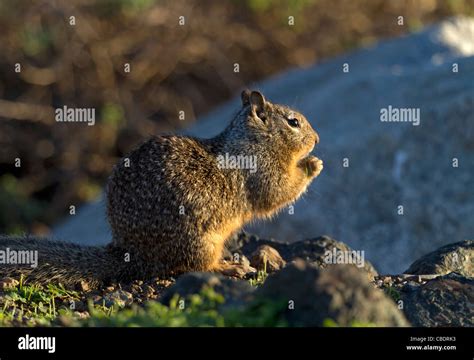 Ground squirrel (Marmotini Stock Photo - Alamy