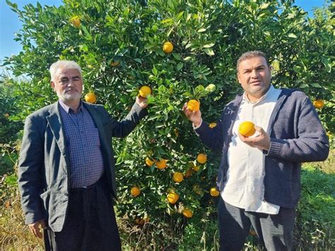 Adana da portakal hasadı başladı Üretici fiyatlardan memnun