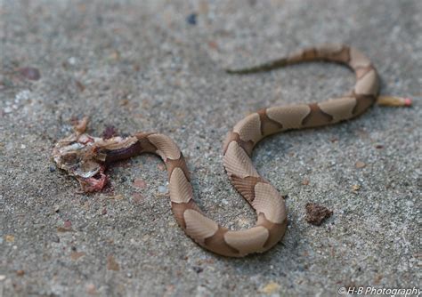 Copperhead A Photo On Flickriver