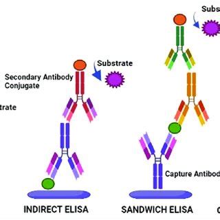 ELISA Types And Its Principle ELISA Enzyme Linked Immunosorbent Assay