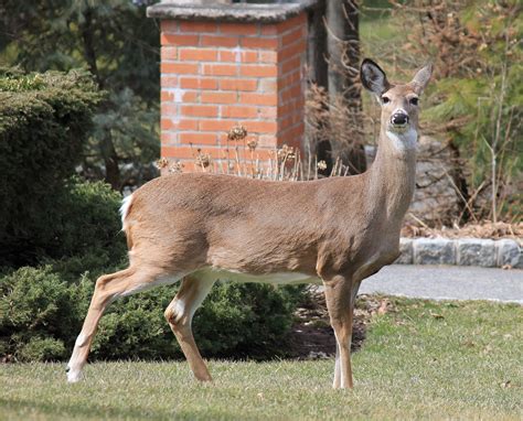New Jersey Wildlife: Seven furry friends from the backyard