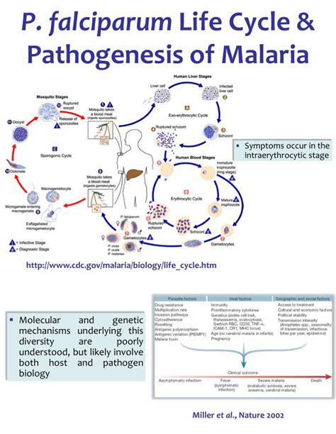 Simple Malaria Life Cycle Diagram