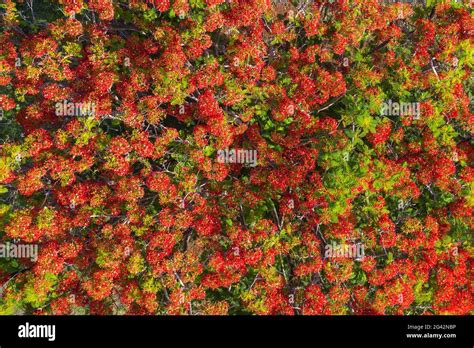 Aerial View Of A Magnificent Red Flame Tree Delonix Regia Taiohae