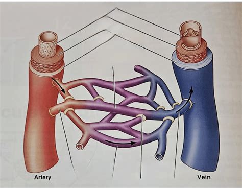 Structure of blood vessel Quiz