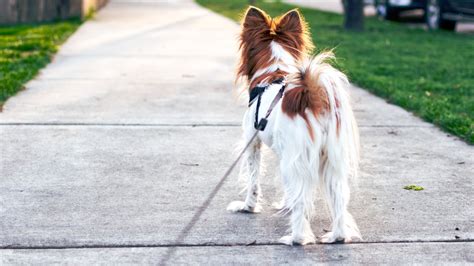 Senado aprova cadastro nacional de animais de estimação