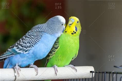 Blue And Green Budgies