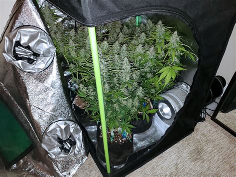 10 Tips And Tricks For Growing Weed Indoors Grow Weed Easy