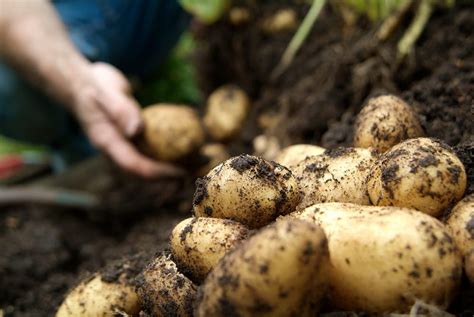 Aardappelen kweken in je eigen tuin zo lukt het wél Gardeners World