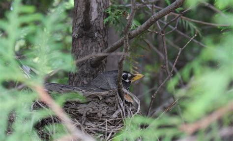 Les Oiseaux Construisent Ils Un Nouveau Nid à Chaque Année Blogue De