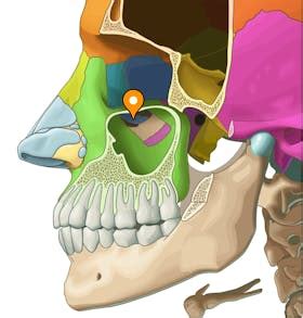 Uncinate process of ethmoid bone - e-Anatomy - IMAIOS