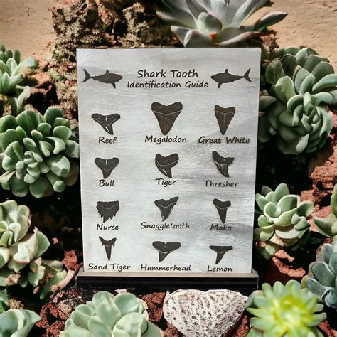 Shark Tooth Identification Guide medium. Shark Teeth Guide. - Etsy