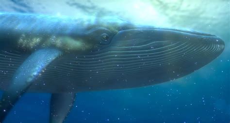 Blue Whale From Finding Nemo By Darkmoonanimation On Deviantart