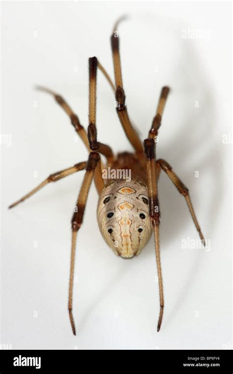 The Brown Widow (Latrodectus geometricus Stock Photo - Alamy