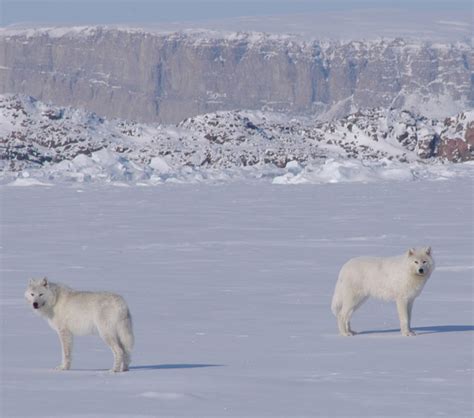 Endangered Earth: Arctic Wolf