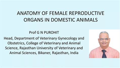 Anatomy of female reproductive organs in domestic animals | PPT