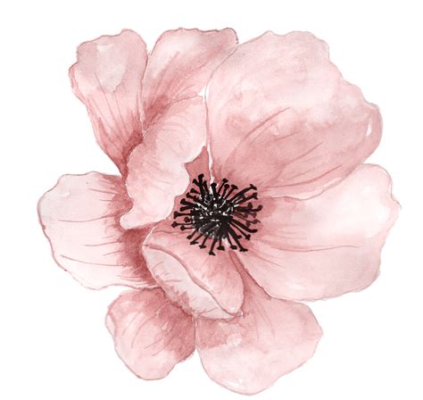 Hermoso Dibujo De Una Flor Rosa Png Transparente Stickpng