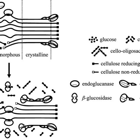 8 Schematic Diagram Of The Cellulase Types Activity Endoglucanase