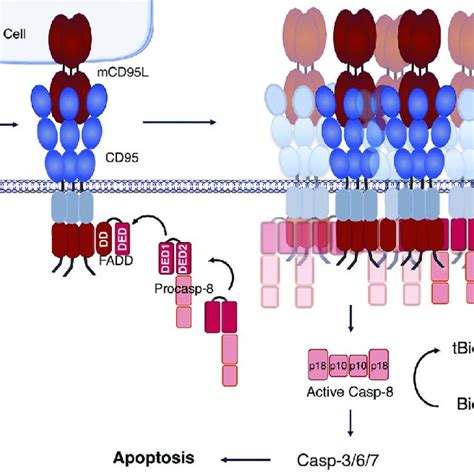 The Cd95 Receptor And Its Cognate Ligand Cd95l Schematic Download