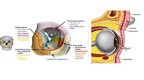 Celulitis Preseptal Y Orbitaria PPT