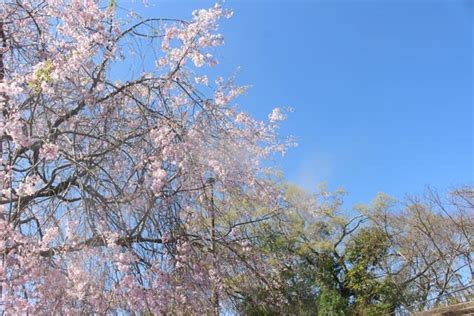 北勢中央公園の桜、1 20244上旬 Gooブログはじめました！