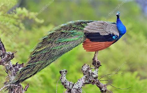 Pavo Real En El árbol Retrato De Hermoso Pavo Real El Búho Real Indio