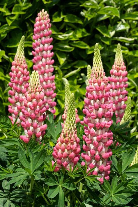 Garden Lupin, Lupinus Polyphyllus Stock Photo - Image of flora, nature: 257170058