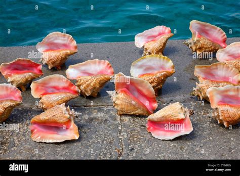 Queen Conch Shell Stock Photo Alamy