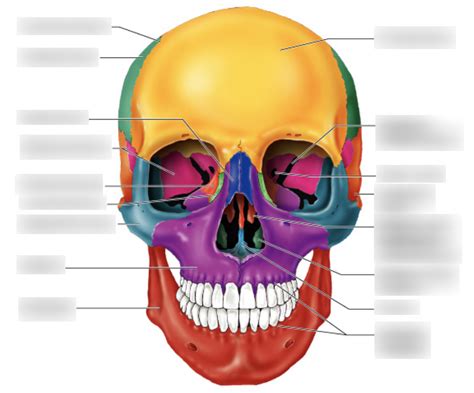 human skull anterior view diagram Diagram | Quizlet