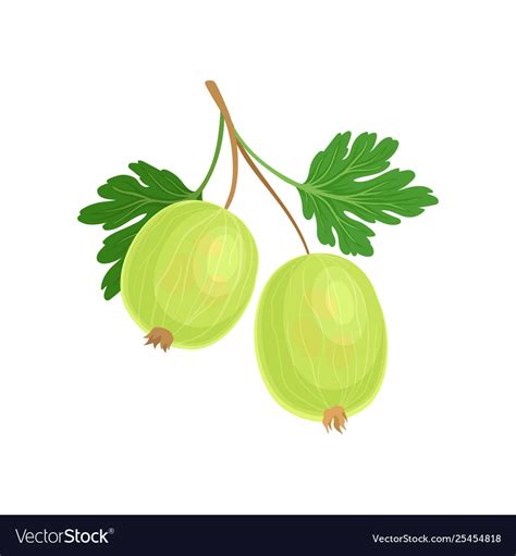 Green Gooseberry On Stem Royalty Free Vector Image